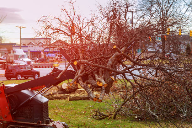 How Our Tree Care Process Works  in  Jamestown, OH