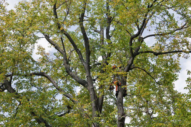 Jamestown, OH Tree Services Company